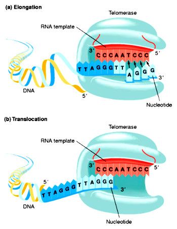 telomerase.jpg